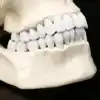 1:1 HUMAN SKULL