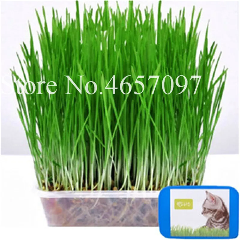1000 Pcs Cat Grass Plant Herb Edible Lemongrass Kitchen Vegetable Bonsai Medicinal Use graines legumes potager DIY Home garden