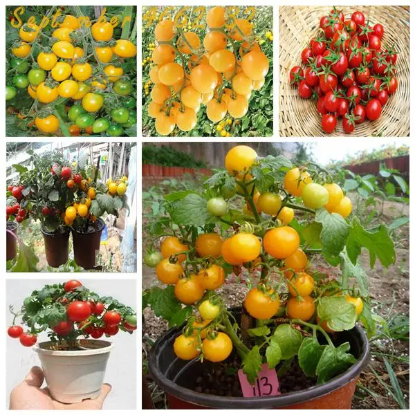 

Big promotion 100Pcs Greek tomatoes bonsai Giant Monster Tomato bonsai Heirloom Sweet Gardening Plants cherry tomato bonsai tree