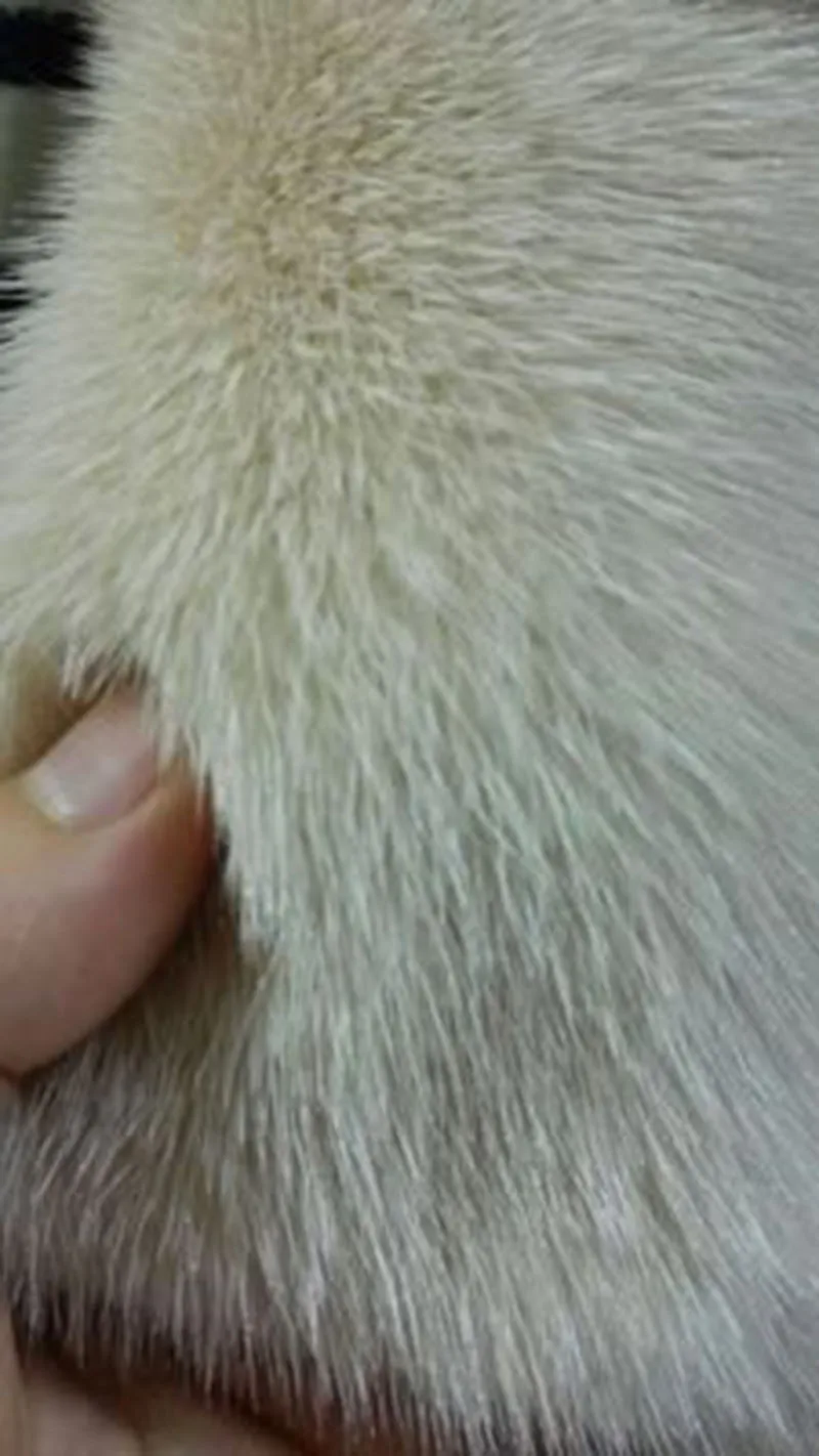 TB2cFo.cHBkpuFjy1zkXXbSpFXa_!!0-rate.jpg_400x400