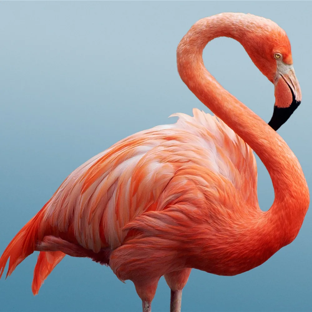 Toko Online Kustom 3d Mural Wallpaper Foto Dinding Kertas Flamingo