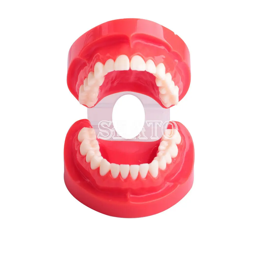 Для взрослых демонстрационная стандартная типодонт модель зубов Стоматологическая Учебная модель 7004 обучающая модель