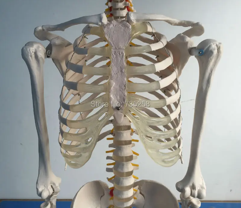 Скелет в натуральную величину 180 см высотой. Модель скелета человека, модель скелета всего тела