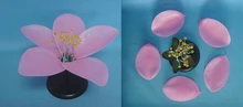 

Peach anatomical model Plant anatomy Biology Teaching Model free shipping