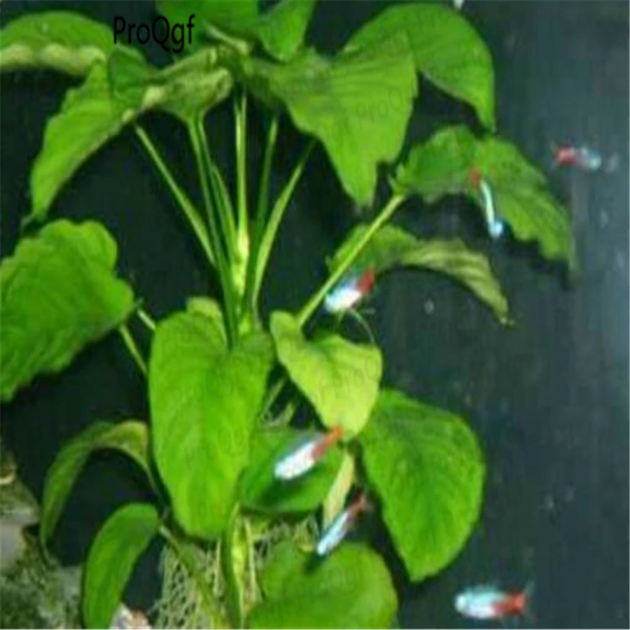 

7000Pcs A Set Anubias