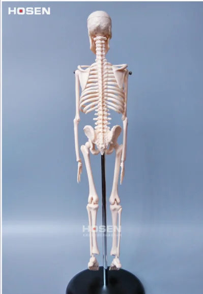45 см человека мини анатомическая Анатомия медицинская модель скелета Розничная плакат медицинская помощь обучения Анатомия скелет человека модель