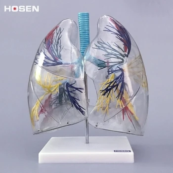 2X Anatomic model of transparent lung segment Teaching model of respiratory system of left and right lung bronchi structure anatomic model of kidney pathological model of kidney