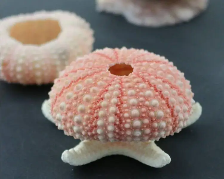 

TPRPLH 5Pcs Urchin and 5Pcs Star fish Natural Mini Sea Urchins DIY 4cm to 5cm Home Decoration NL836