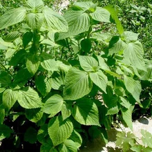 

2018 New Arrival Limited Jardin Sementes Su Kimchi Bonsai Cotyledons / Vanilla Bonsais - Has A Specific Aroma Can Use () 100pcs