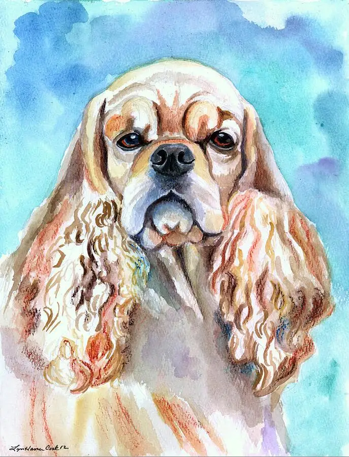 British cocker spaniel 5