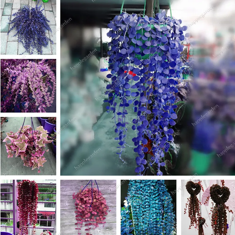 

100 pcs/ bag Exotic Money Leaves Grass Outdoor & Indoor Perennial Bonsai Potted Rattan Vine Potted Plant for Home Garden Decor