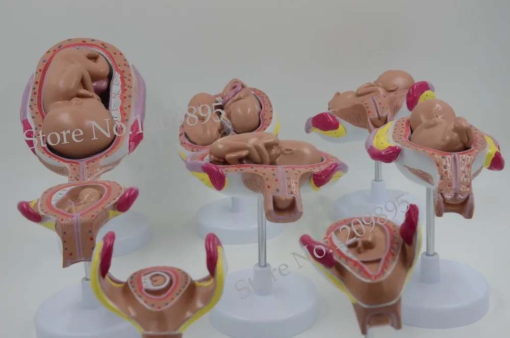 

Pregnancy embryo development model,gynecological fetal education,baby fetal development process.female pelvic freeshipping