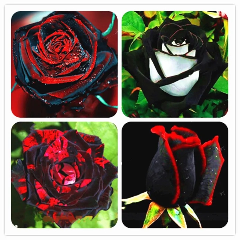 

200 Pcs Rare Rose Bonsai Black Rose Flower With Red Edge rose flores Flowers potted For Garden decoration Bonsai plants Planting
