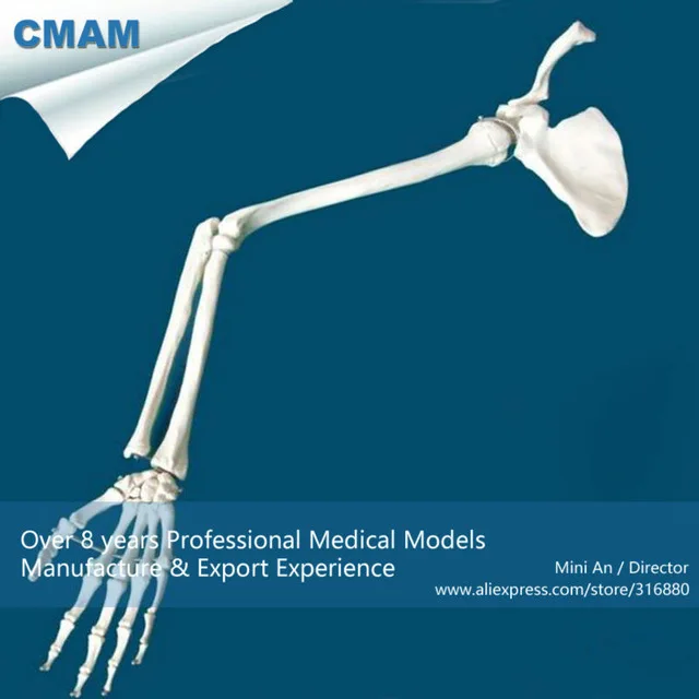 12360 CMAM-JOINT13 Human Skeleton Life-size Upper Extremity Hand Joint Model, Medical Science Anatomical Models 12360 CMAM-JOINT13 Human Skeleton Life-size Upper Extremity Hand Joint Model, Medical Science Anatomical Models