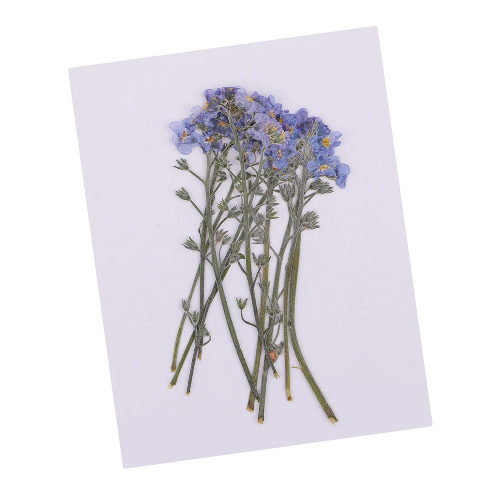 20x Forget-me-not Natural Dried Flower Pressed Dried Flowers DIY Phone Case Scrapbooking Art Craft