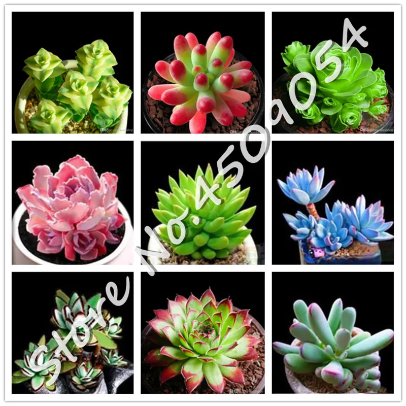 

Potted Succulents Fleshy Shining Green Plants Haworthia Cooperi Yulu Truncata Flower bonsai Lithops Pseudotruncatella Planta-100