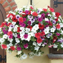 300 seeds/ bag Petunia Seeds Climbing Petunia flower Seeds Mix Petunia Hybrida Garden Bonsai Plant