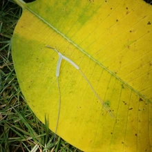 50/100 шт. белый рыболовного крючка сплиттер резиновые рыболовные снасти Крюк делитель свою продукцию для рыболовных принадлежностей diy рыболовные снасти