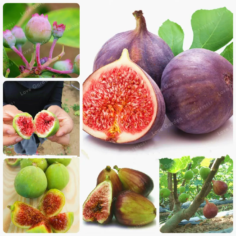 

Bonsai Tiger Stripe Fig Tree Bonsai 50 PCS Courtyard Ornamental Plant Evergreen Natural Growth DIY Home Garden Planting