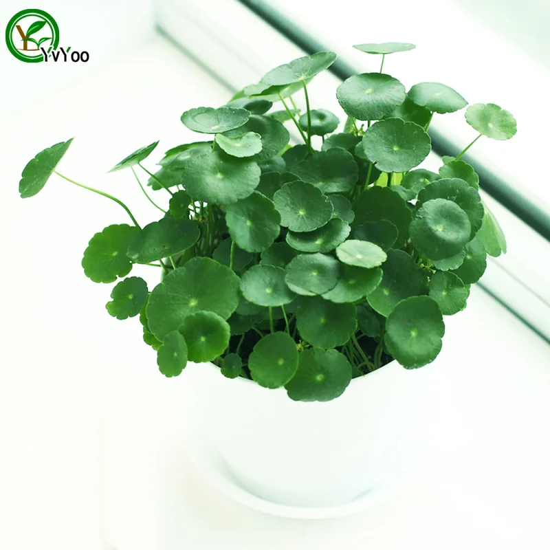 office desk plants promotion-shop for promotional office desk office desk plants promotion-shop for promotional office desk