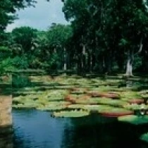Lily pads floating on water  Pamplemousses Gardens  Mauritius Island  Mauritius Poster Print (30 x 12)