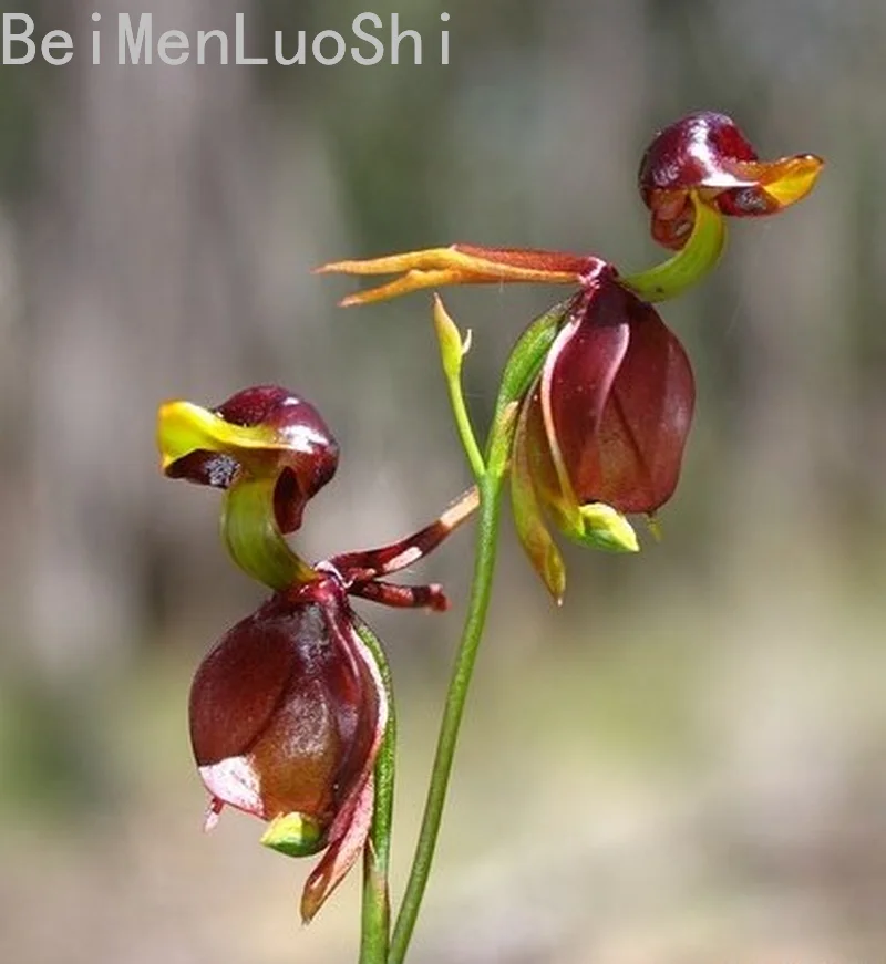 

Weird Flying Duck Orchid Flower Seedsplants Garden Ornamental Flowers and Plants 20pcs