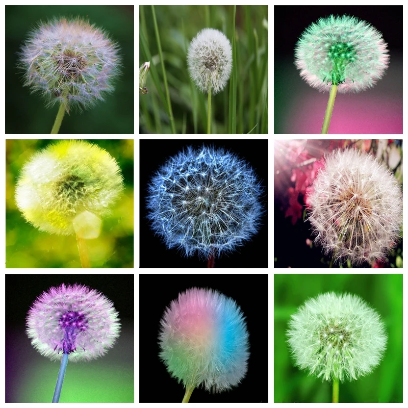 100pcs/ bag Imported Dandelion Mongolian Herb Plantas