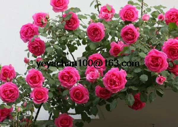 

The new rose garden vine rose for nine easy planting 100 flower bonsais