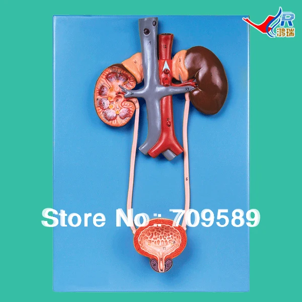 

ISO Detailed Anatomical Urinary System Model