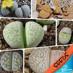 100% свежий Настоящее lithops herrei смешанные сочные кактус Semillas ~ живые камни