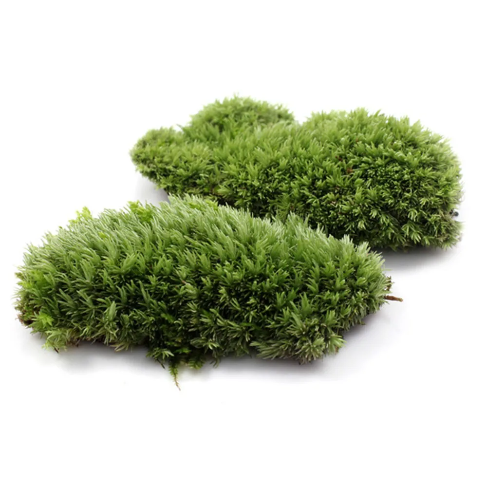 Goedkoop 1 stks Groene Kunstmatige Fake Moss Coral Stone Model Gras Ingemaakt installatie Micro Landschap Fairy Tuin Aquarium Ornament Decoratie