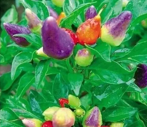 Перец Помада Купить Семена