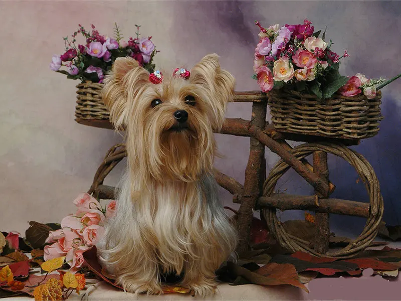 Zhui-Star-5D-DIY-Full-Square-drill-Diamond-Painting-Cross-Stitch-Cute-dog-Diamond-Rhinestone-Embroidery