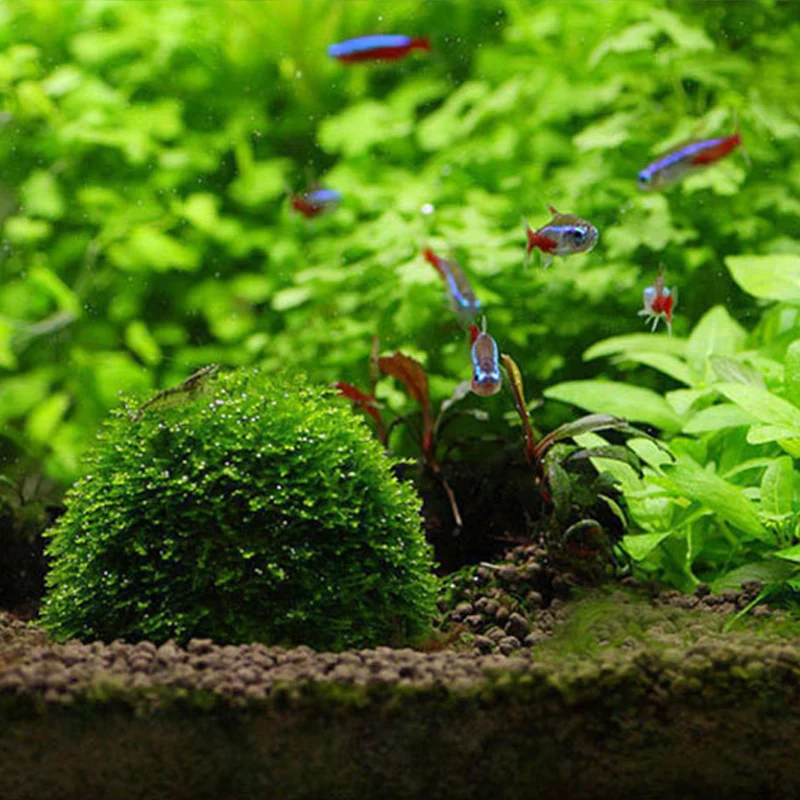 Аквариум украшения зеленый для живых растений Fish Tank медиа мох мяч фильтр для аквариума домашних животных минеральные шарики украшения