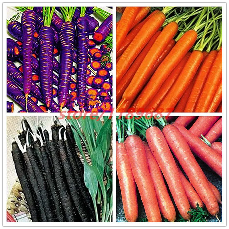 

500pcs/bag Sweet Carrot seeds,9 colours,Vegetable Seeds Organic Russian Heirloom ,budding rate 98%,plant for home & garden