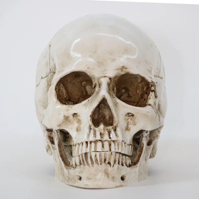 Статуи смолы Хэллоуин ремесло череп 1:1 модель жизни Реплика спецодежда медицинская высокая скульптура образование и живопись посвященный