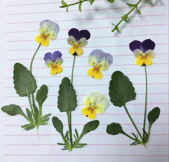 

60pcs Pressed Dried Viola tricolor L. Flower/Leaves Plant Herbarium For Jewelry Postcard Bookmark Phone Case Invitation Card DIY
