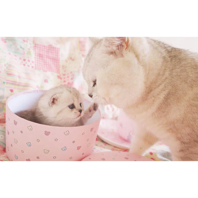 Diamond Embroidery diy 5D diamond Painting Cross Stitch kit 3D Square drill cat Diamond Mosaic Home Decoration