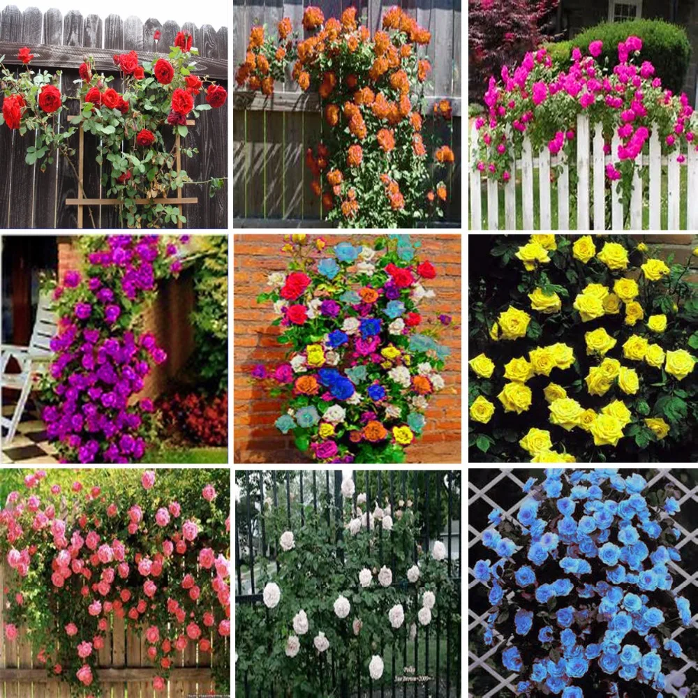 

100pcs Climbing Roses plant Climbing Plants Perennial Flower plant or Garden Planting