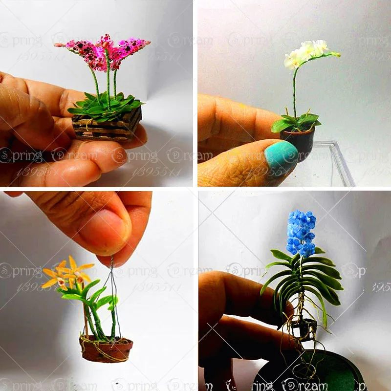 11 11 100pcs rare phalaenopsis orchid bonsai flower seeds rare bonsai flower seeds plant for home