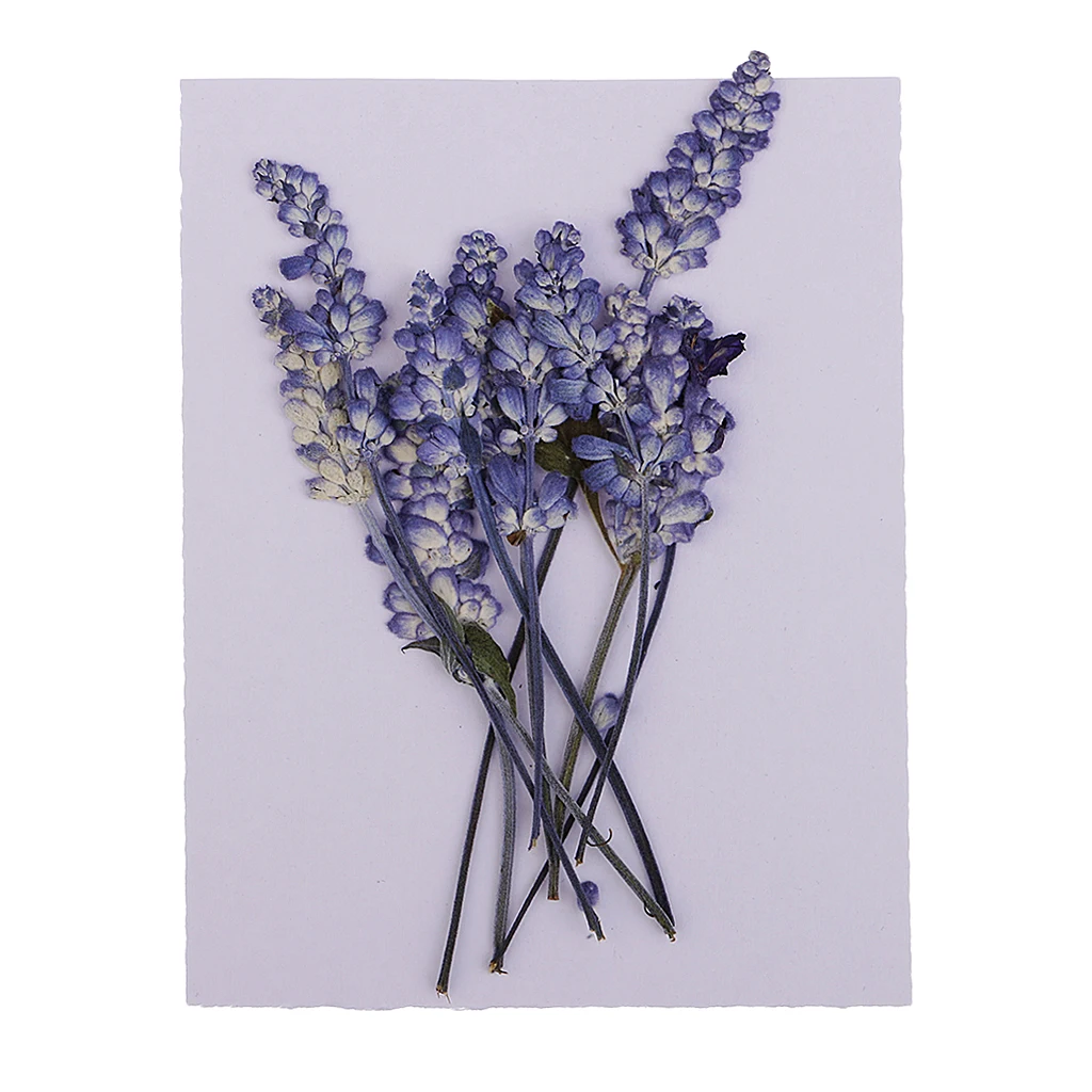 10PCS Beautiful Pressed Sage Flower Dried Flowers For Art Craft Scrapbooking for DIY Craft Home Decoration