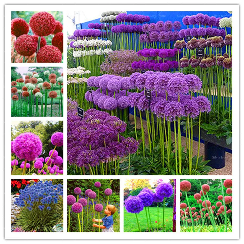 

100 Pcs/Lot Multicolor Shallot Flowers Bonsai Plants Sementes Rare Green Onion Allium Vegetables Potted Planting for Home Garden