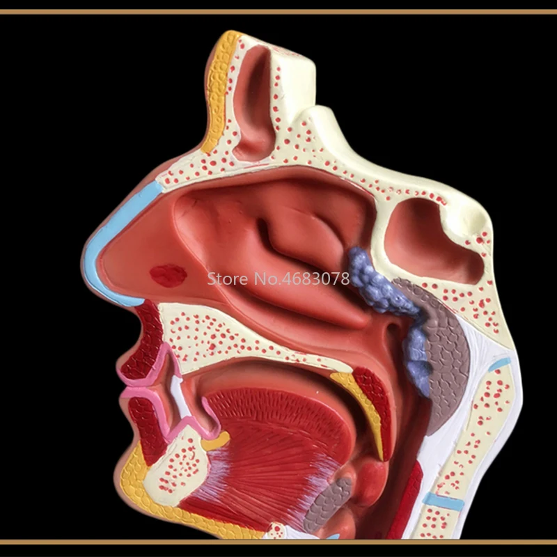 Нормальная/патологическая анатомическая модель носоглоточной полости в носовой полости и горле человеческого тела 24x12x12 см