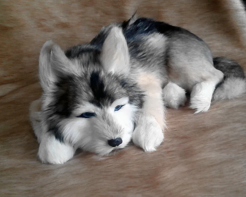 simulation cute lying husky 40x30x14cm model polyethylene&furs dog model home decoration props ,model gift d412 цена simulation cute lying husky 40x30x14cm model polyethylene&furs dog model home decoration props ,model gift d412 цены онлайн