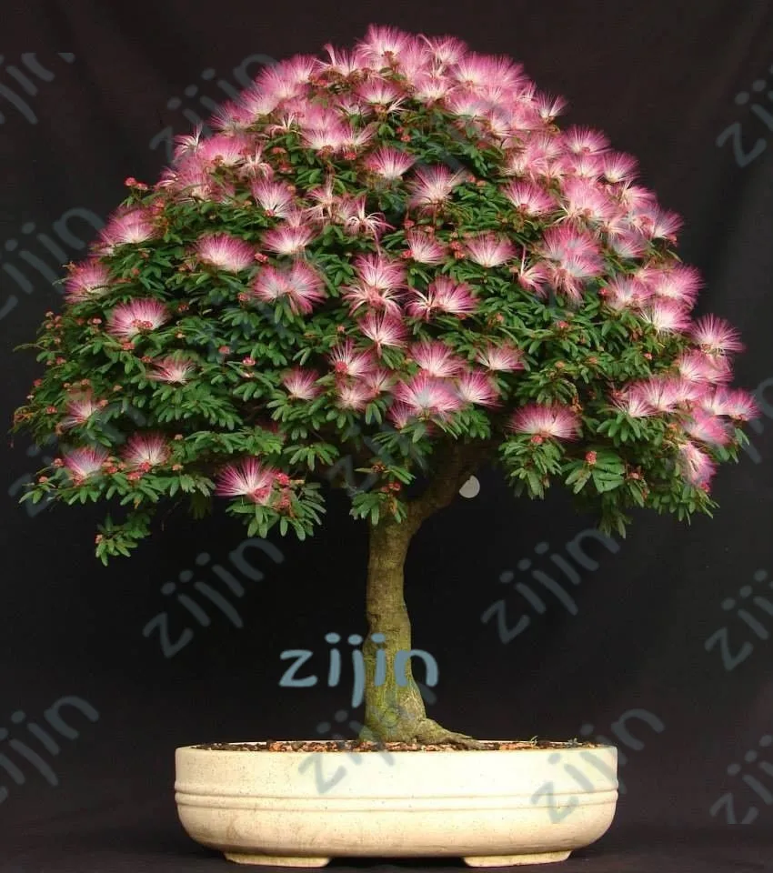 

bonsai 20 pcs/pack Acacia plants bonsai Albizia Flower called Mimosa Silk Tree for flower potted plants ornamental-plant