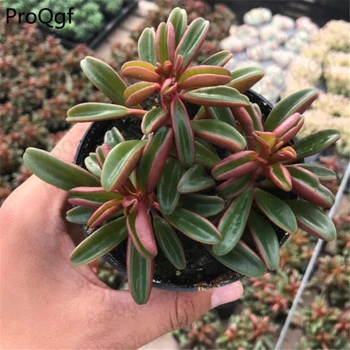 

3Pcs A Set Peperomia graveolens
