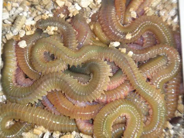 live fishing bait