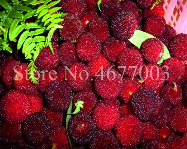 10 Pcs Rare Black Myrica Rubra Bonsai Red Bayberry Bonsai Perennial Arbutus Taste Sweet Fruit Tree Bonsai for Flower Pot Planter