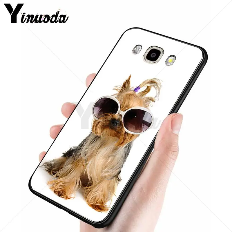 yorkshire terrier dog puppy 