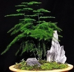 20 Bag Asparagus Fern Seeds Indoor Potted Bamboo Plants 20 Bag Asparagus Fern Seeds Indoor Potted Bamboo Plants Hydroponics Clean Air Evergreen Free Shipping